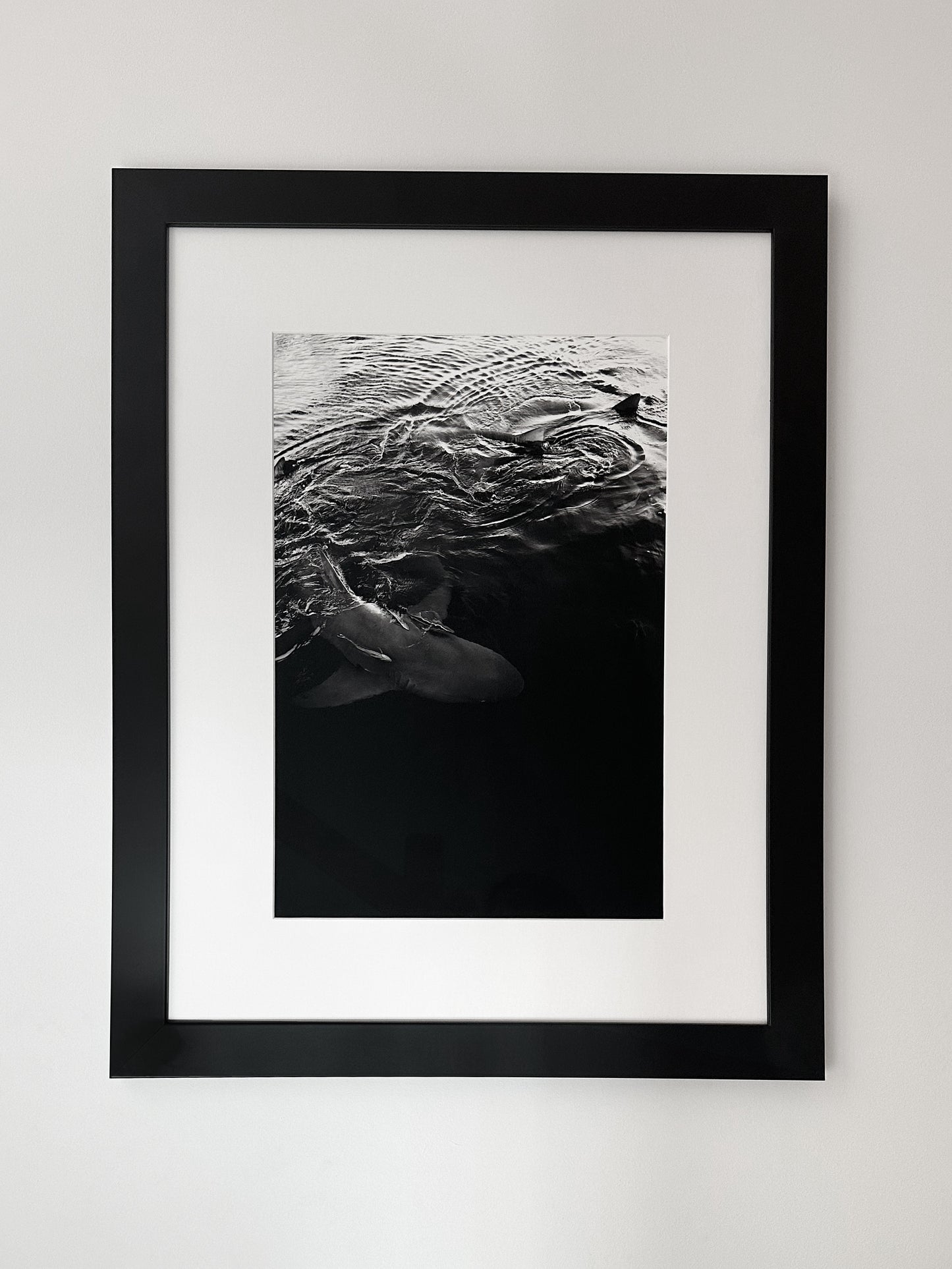 Berry Islands sharks