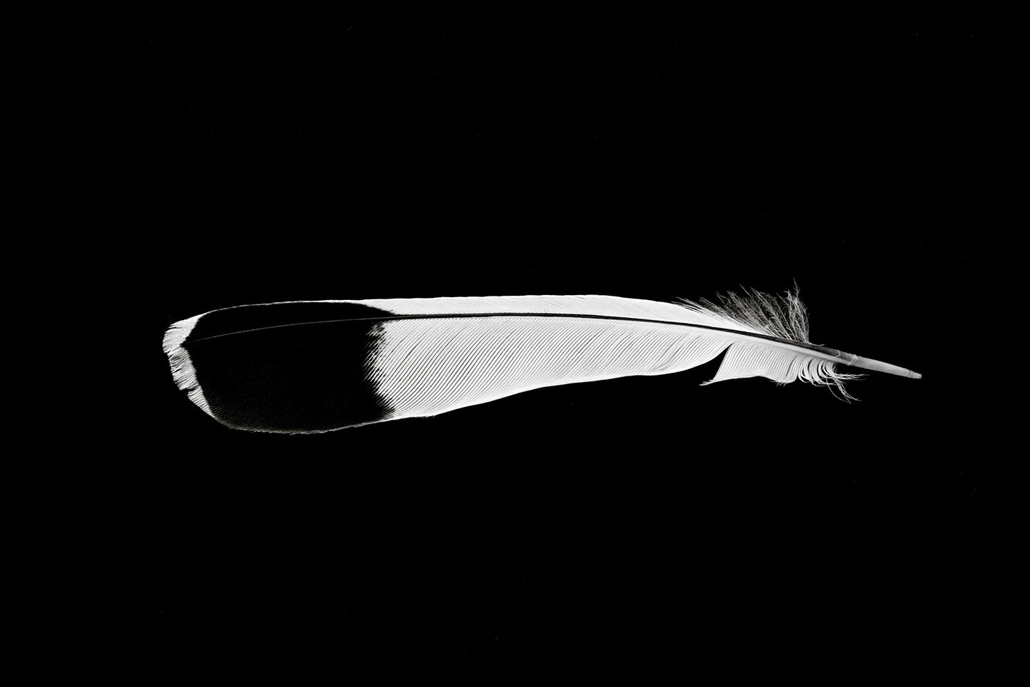 Feather